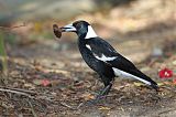 Australian Magpie